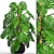 Lush Leaf Monstera 4 3D model small image 1