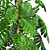 Lush Leaf Monstera 4 3D model small image 2