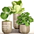 Tropical Ficus Collection in Pots 3D model small image 1