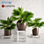 Tropical Oasis: Trio of Potted Palms 3D model small image 1