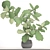 Lyrical Ficus: Stunning Indoor Beauty 3D model small image 3