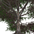 Realistic 3D Tree Model 3D model small image 2