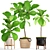 Lush Potted Ficus Lyrata 3D model small image 1