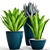 Green Oasis: 60 Asplenium & Agave 3D model small image 1