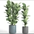 Lush Ficus Lyrata Collection: 61 Potted Plants 3D model small image 3