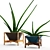  Green Oasis: 64 Sansevieria Collection 3D model small image 1