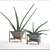  Green Oasis: 64 Sansevieria Collection 3D model small image 3