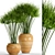 Indoor Collection: 66 Potted Cyperus Alternifolius 3D model small image 1