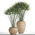 Indoor Collection: 66 Potted Cyperus Alternifolius 3D model small image 3