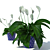 Tropical Peace Lily 3D model small image 2