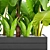 Tropical Plant Collection: Banana Palm, Alocasia, Asplenium 3D model small image 2