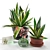  Agave Deluxe Home Decor Set 3D model small image 1