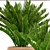 Cycas Collection: Stunning Potted Plants 3D model small image 2