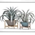 Succulent Sensations: Agave Collection 3D model small image 3