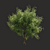 Optimized Tree Model for Summer 3D model small image 1