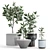Variegated Ficus in Stylish Planters 3D model small image 1