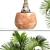  Bottle Palm Tree: Exotic and Beautiful 3D model small image 2