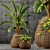 Lush Greenery: 55 Stunning Plants 3D model small image 1