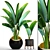 Exotic Ravenala Collection: 79 Plants 3D model small image 1