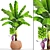 Japanese Banana Plant - Musa Basjoo 3D model small image 1