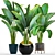 Exotic Plant Collection: Ravenala 3D model small image 1
