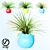 Realistic Home Plant Variety in Colorful Spheres 3D model small image 1