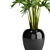 Kentia Palm: Elegant and Easy 3D model small image 2