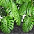 Gorgeous Monstera Plant Collection 3D model small image 2