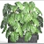 Gorgeous Monstera Plant Collection 3D model small image 3