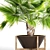 Exquisite Brahea Edulis - Rare Palm 3D model small image 2