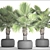 Exotic Brahea Edulis Palm 3D model small image 3