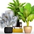 Tropical Plant Collection: Bismarkia, Alocasia, Howea 3D model small image 1