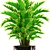 Elegant Howea Forsteriana Palm 3D model small image 2