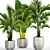 Tropical Plant Collection: Alocasia, Howea Forsteriana 3D model small image 1