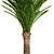 Exquisite Date Palm Tree 3D model small image 2