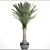 Exquisite Date Palm Tree 3D model small image 3