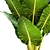 Giant Alocasia: Majestic Leafy Beauty 3D model small image 2