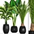 Tropical Plant Collection: Date Palm, Hovea, and Ravenala 3D model small image 1