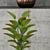 Greenery Galore: Stunning Plants Collection 3D model small image 2