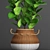 Lush Collection of Leafy Plants 3D model small image 2