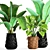 Tropical Plant Collection: Banana Palms 3D model small image 1
