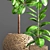 Ficus Robusta Pot Collection 3D model small image 2