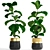 Ficus Lyrata Collection: 107 Exquisite Plants 3D model small image 1