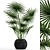 Indoor Fan Palm: Black Basket 3D model small image 1