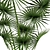 Indoor Fan Palm: Black Basket 3D model small image 2