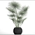 Indoor Fan Palm: Black Basket 3D model small image 3