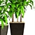 Lush Greenery: Dracaena Collection 3D model small image 2