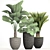 Exotic Plant Collection: Palm & Licuala 3D model small image 3