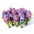 Fragrant Spring Hyacinthus 3D model small image 1