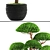 Niwaki Bonsai Cedar 3D model small image 2